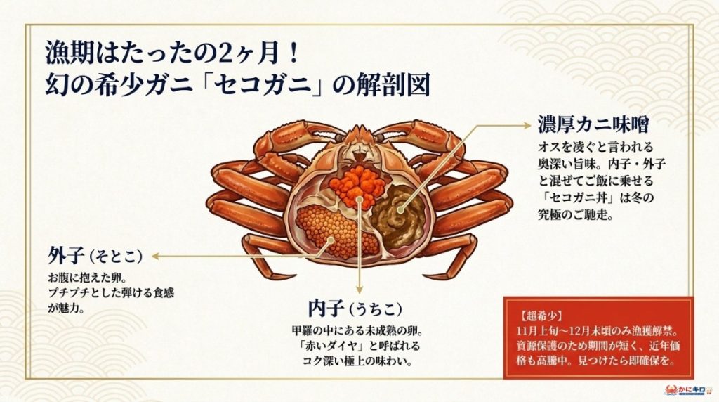 希少!セコガニ(メスの松葉ガニ)のおすすめ通販の図解