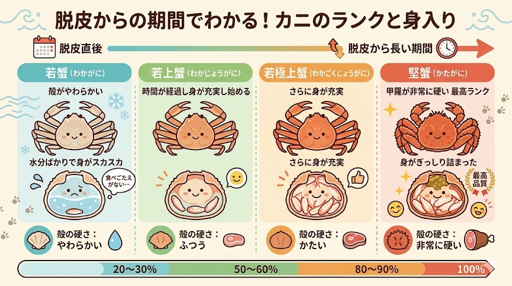 カニのランクをわかりやすく図解